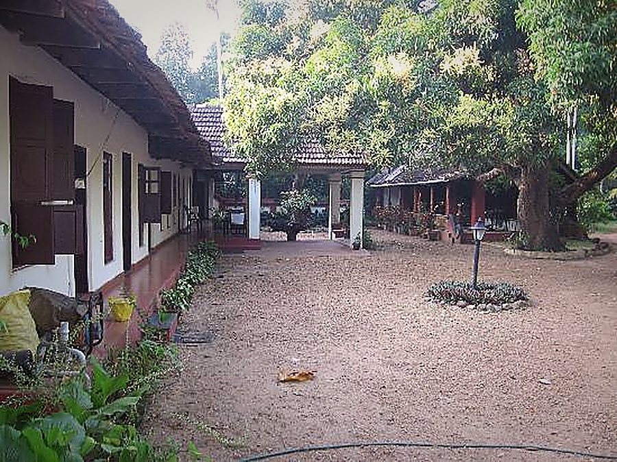 The inner courtyard, shaded by a large tree